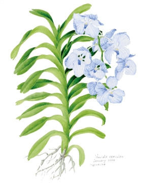 イラスト 花