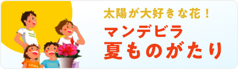 太陽が大好きな花　マンデビラ　夏ものがたり